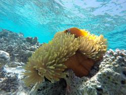 Maldives Liveaboard - Conte Max.